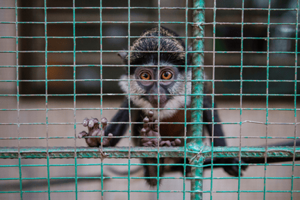 Un mono en cautiverio mira con miedo a través de una jaula.