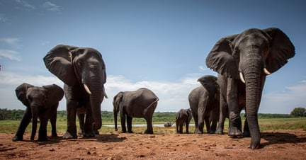 Elefantes libres en el Parque National Hwange, Zimbabue. Imagen de Aaron Gekoski.