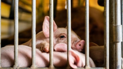 Un lechón mira con tristeza a través de las barras de una jaula en una granja industrial