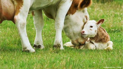 Una vaca demuestra cariño a su ternero. Los animales de granja son seres sintientes