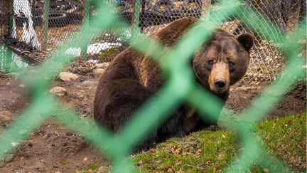 Un oso mira con miedo en una instalación turística donde es explotado. Rumania.