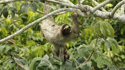 Una madre y cría de perezoso juntos en la naturaleza en Colombia.