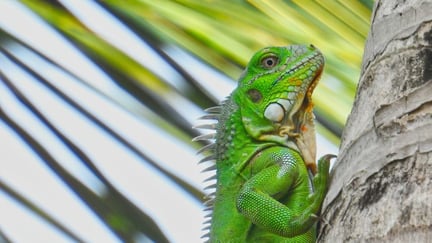 Una iguana en la naturaleza, donde pertenecen. Los reptiles son animales silvestres, no mascotas.