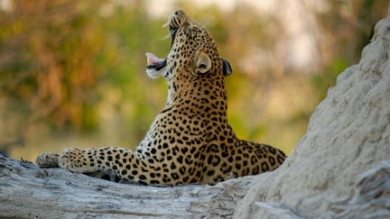 Un jaguar libre en la naturaleza, donde pertenecen.