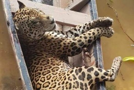 Durante su captura, los jaguares reciben múltiples disparos sufriendo hasta que son asesinados.