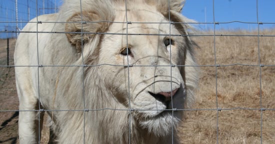 Un león mira a través de una reja en una granja en Sudáfrica. Blood Lions