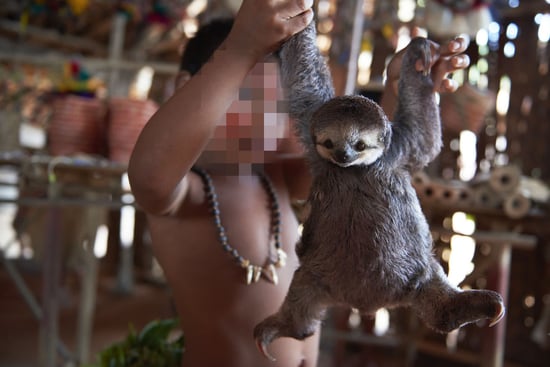 Persona sosteniendo a perezoso en el Amazonas
