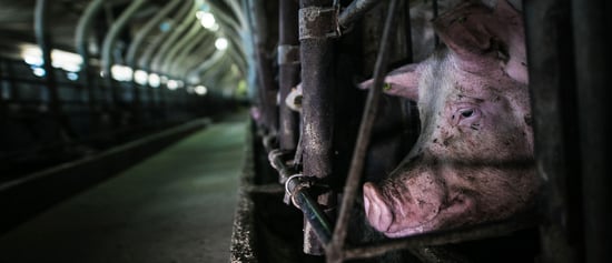 Una cerda confinada en una jaula de una granja industrial mira con tristeza.