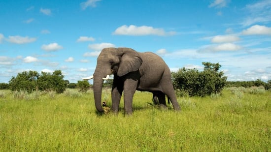 Un elefante libre en la naturaleza, donde pertenece.