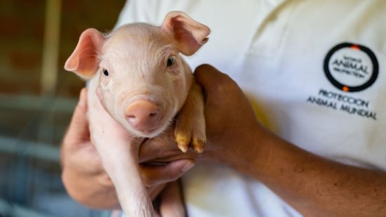 Un cerdo en una granja. Los cerdos son seres sintientes que perecen respeto y protección