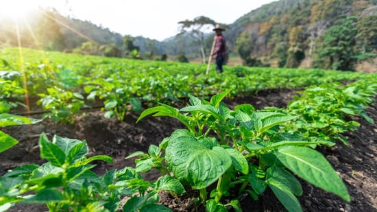 Una persona cuida sus cultivos de papa en su huerta casera - Sistemas alimentarios.