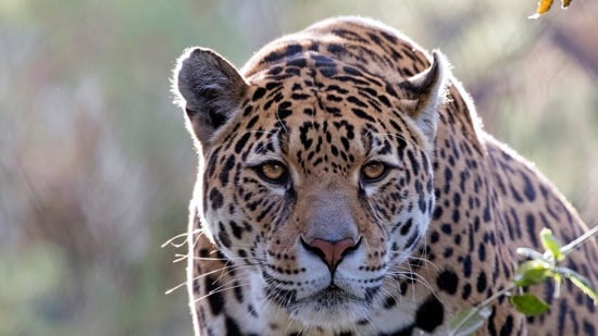 Un jaguar acecha en la naturaleza.