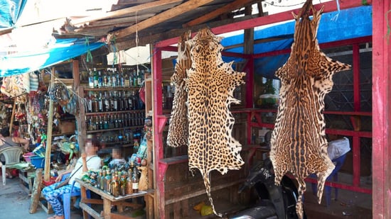 En el mercado Belen de Perú venden ilegalmente partes de jaguar