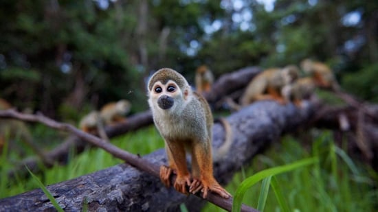 Un mono araña libre en la naturaleza mira a la cámara