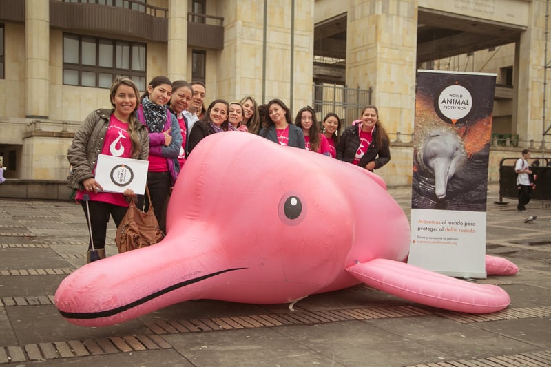 Gobierno colombiano recibe más de 142.000 firmas por el delfín rosado 