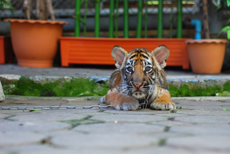 En la imagen un cachorro de tigre separado de su madre para ser usado en fotos turísticas