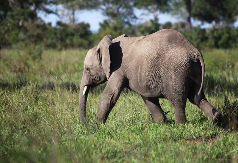Agricultores en Tanzania aplican soluciones no dañinas para los elefantes que quieran entrar en sus cultivos 