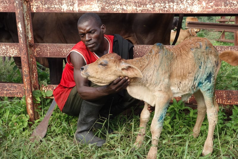 Inundaciones Malawi amenazan animales y comunidades con enfermedad