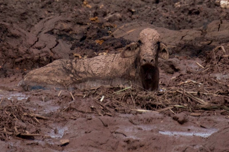 becerro cubierto de lodo en Brumadinho Brasil