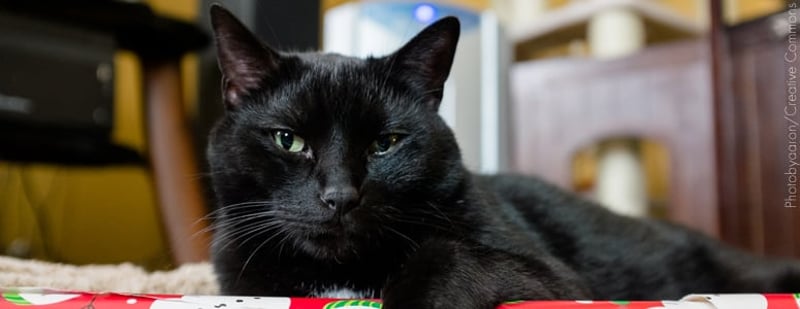 Mitos y malos tratos: gato negro no es de mala suerte 