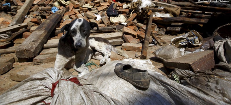Terremoto de Nepal: Protegiendo a los animales y sus comunidades