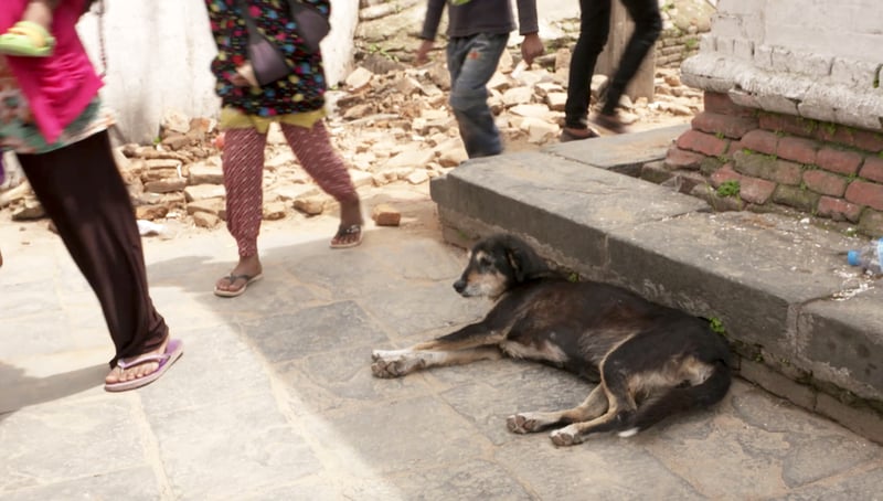 Ayudando a los animales en las zonas más afectadas de Nepal