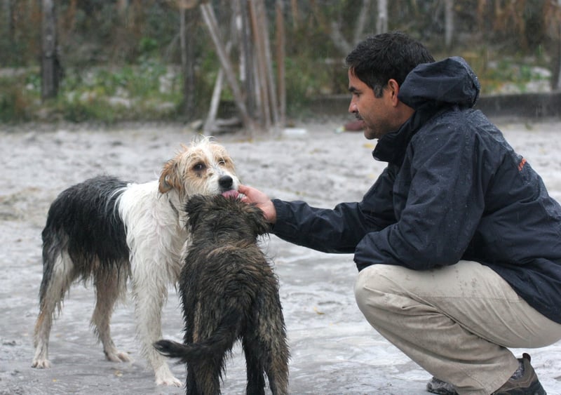 10,310 animales son rescatados en Chile de la erupción del volcán Chaitén en el 2008 