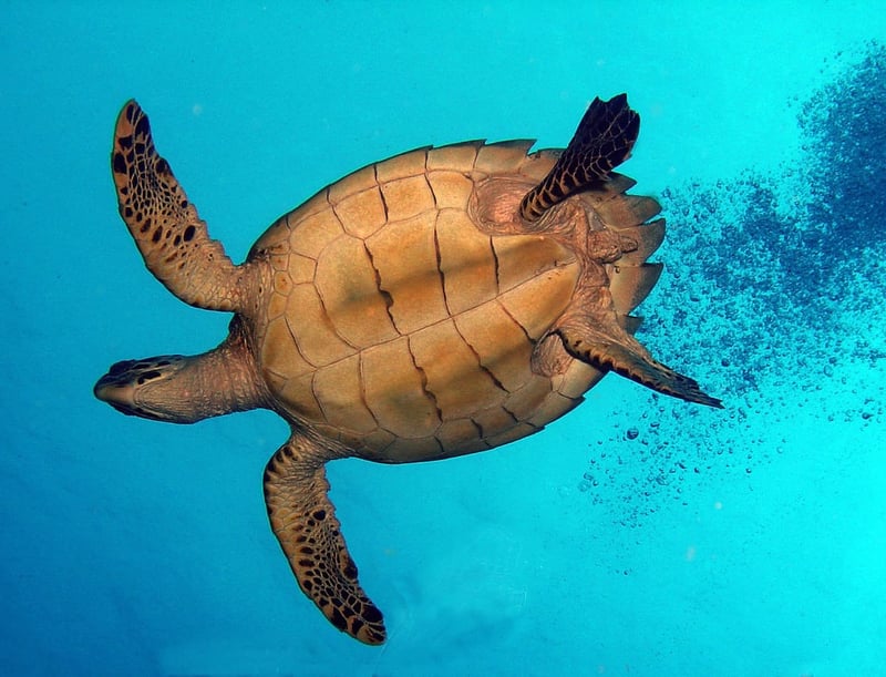 Día internacional de las tortugas marinas 