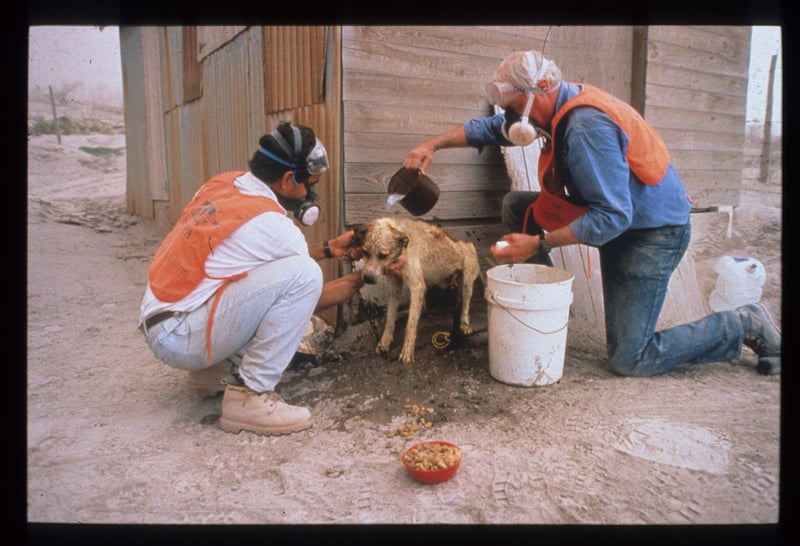 Celebrating 55 years protecting animals in disasters