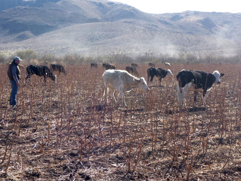 2500 animales se beneficiaron tras extremas sequías en México