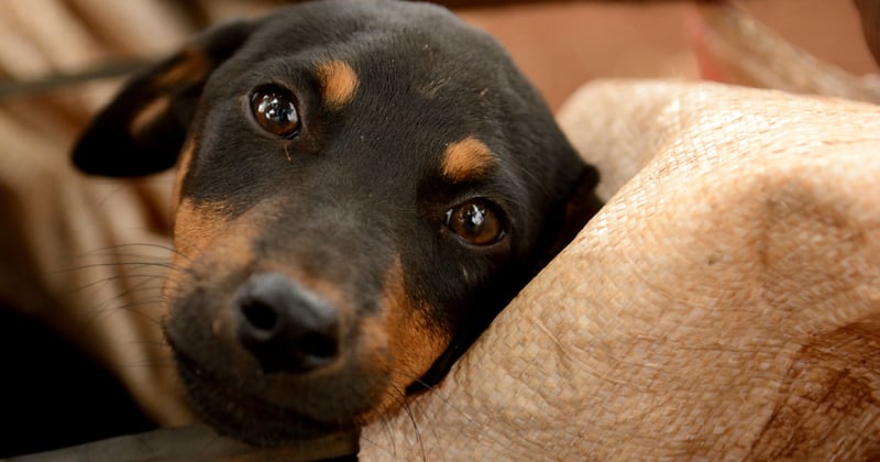 Alimentos y medicamentos dañinos para tu mascota 