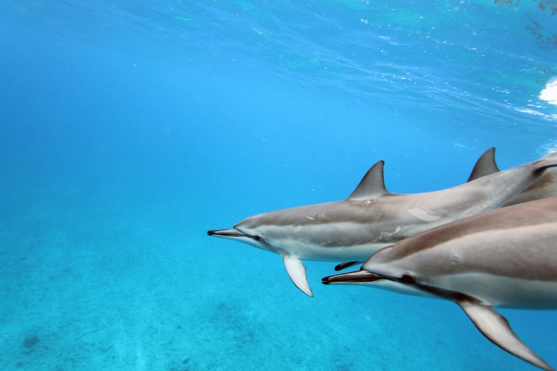 Un delfín hembra nada junto a su cría en las aguas de Hawái