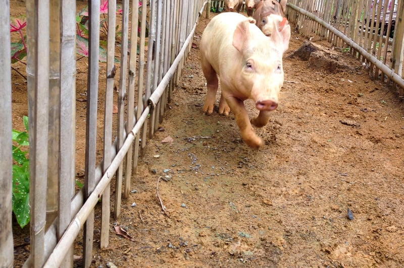 Un año después del tifón Haiyan: Protección Animal Mundial sigue reconstruyendo comunidades