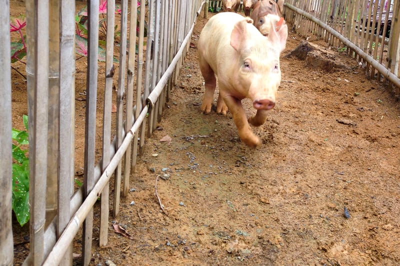 Un año después del tifón Haiyan: Protección Animal Mundial sigue reconstruyendo comunidades 