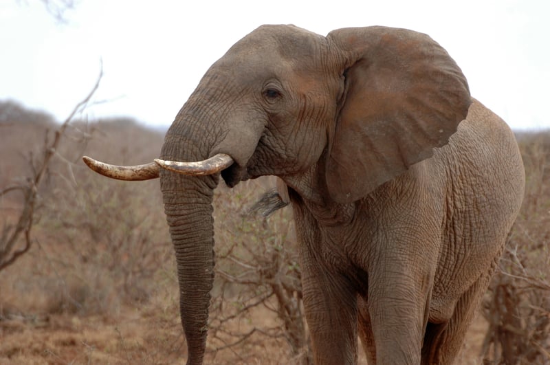 La cacería de vida silvestre está acabando con la fauna africana