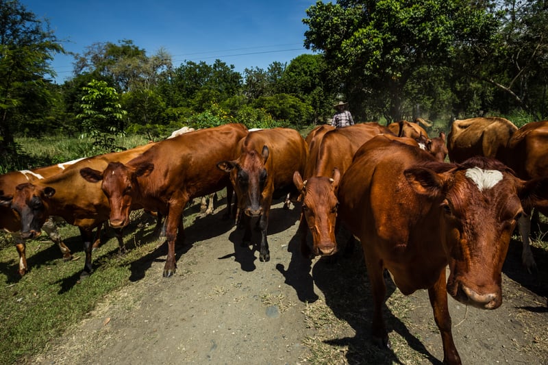 Protección Animal Mundial y Bayer firman acuerdo de cooperación para promover bienestar animal en granjas de Iberoamérica