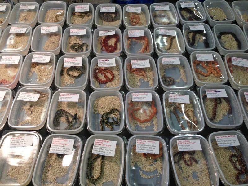 Snakes for sale at a large 'pet' trade fair in the EU where many thousands of animals are bought and sold on one day - World Animal Protection