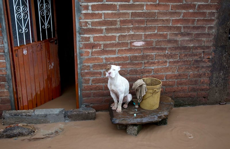 ¿Está Veracruz preparada para enfrentar un desastre junto a sus mascotas?