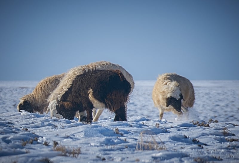 Heladas severas ponen en riesgo la vida de millones de animales en Mongolia