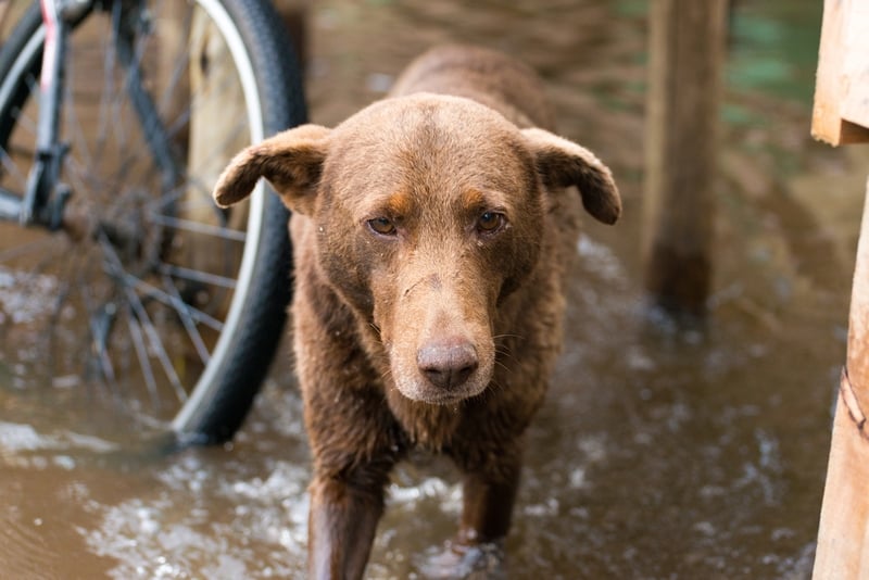 Un perro en medio de una inundación en Entre Ríos, Argentina