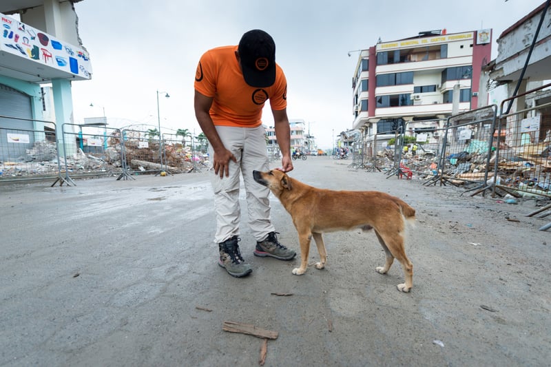Conoce a Julia, Blu y Caramelo, los animales rescatados del terremoto en Ecuador