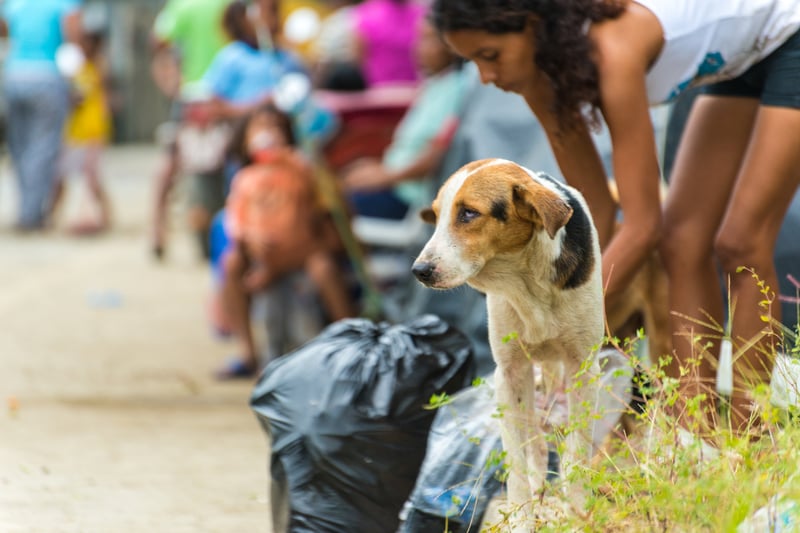 Un perro camina por las calles de Ecuador tras el terremoto del 18 de abril