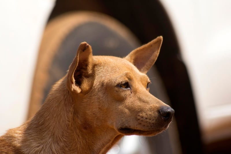 Los animales no predicen desastres naturales, sólo tienen sentidos agudos