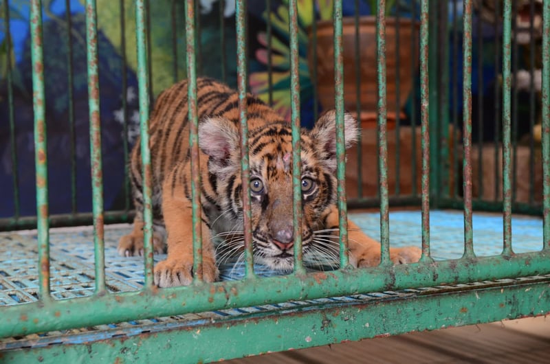 A captive tiger cub at Sri Racha Tiger Zoo, Thailand