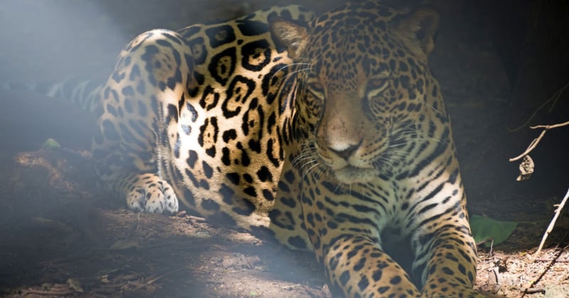 Jaguar in a sanctuary in Costa Rica
