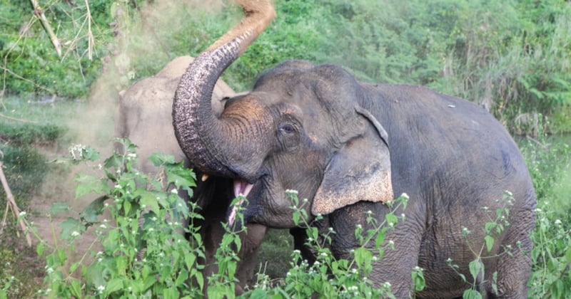 Un elefante disfruta un baño de polvo en Boon Lott's Elephant Sanctuary (BLES)