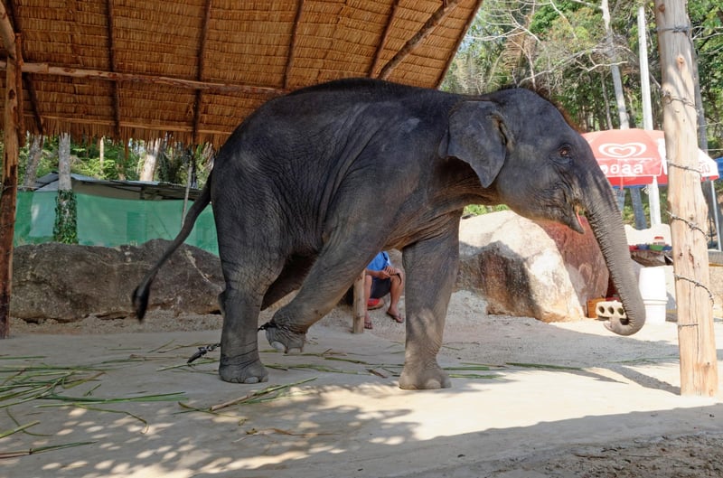 Elefante usado en turismo es encadenado cuando no entretiene turistas