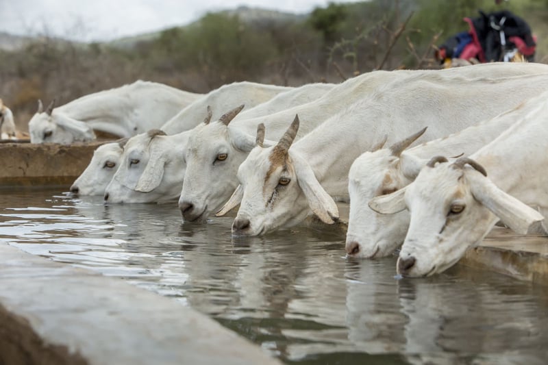 Cabras en bebedero en Etiopía 