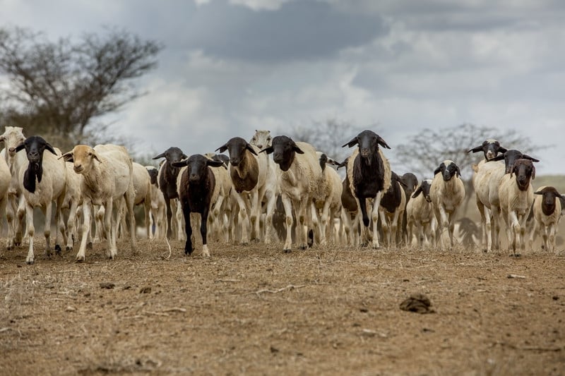 Estamos socorrendo quase 80.000 animais no Quênia