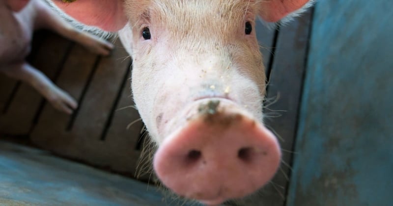 Del jabalí al cerdo: doce datos que te pondrán a pensar